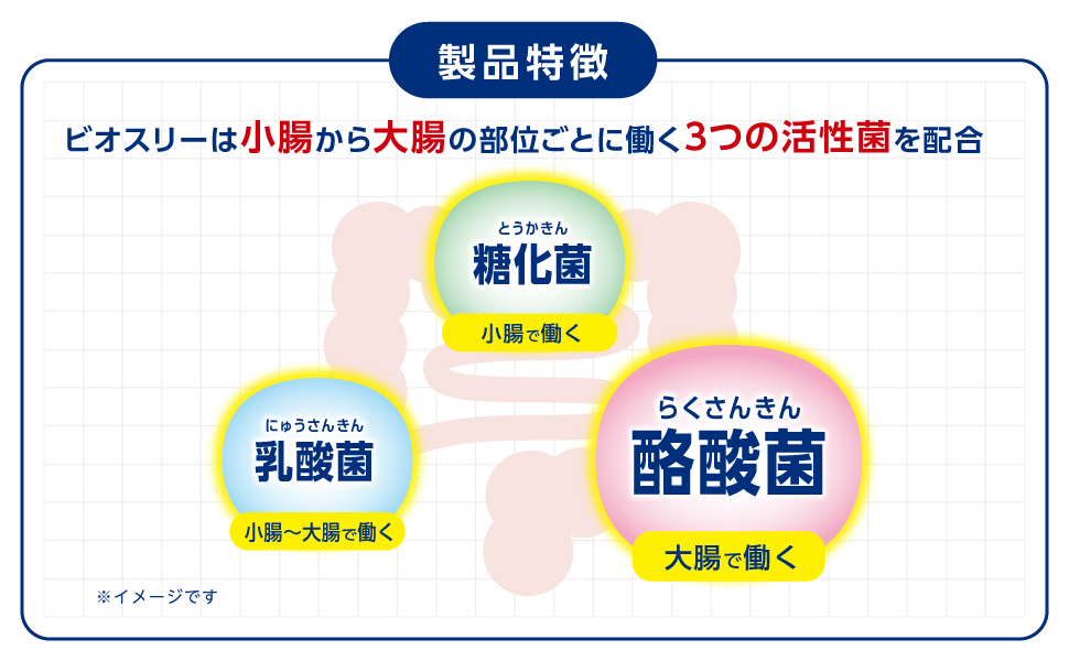 ビオスリーは小腸から大腸の部位ごとに働く3つの活性菌を配合