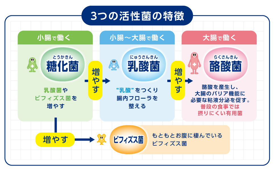 3つの活性菌の特徴
